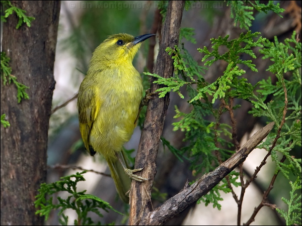 Yellow Honeyeater yellow_honeyeater_167488.psd