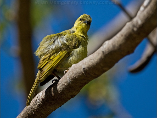 Yellow Honeyeater yellow_honeyeater_180406.psd