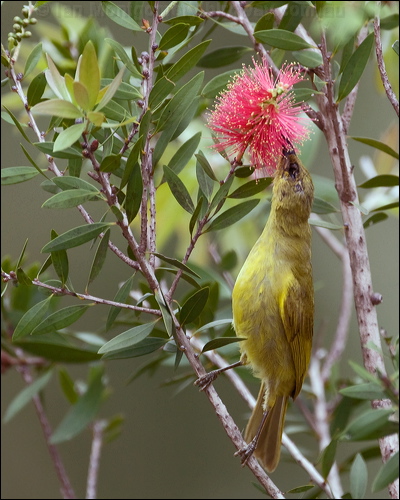 Yellow Honeyeater yellow_honeyeater_183944.psd