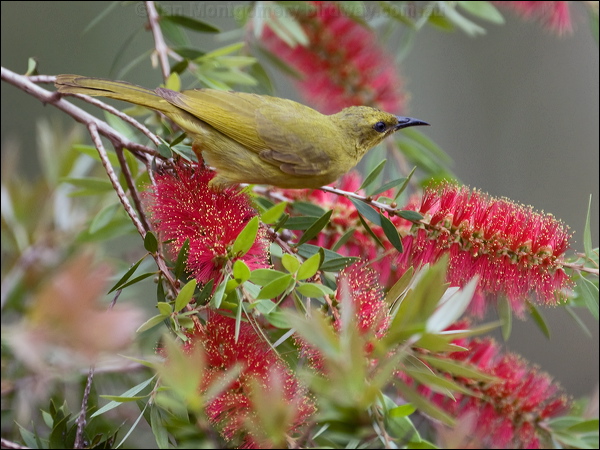 Yellow Honeyeater yellow_honeyeater_183955.psd