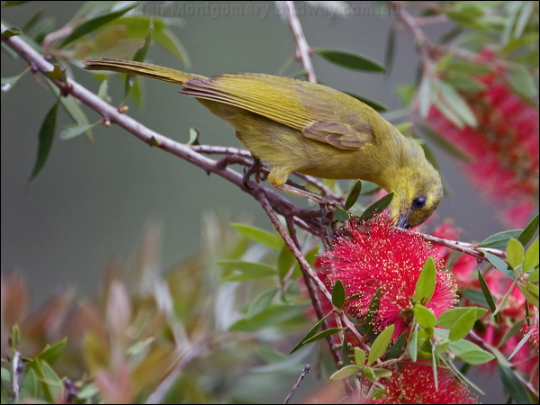 Yellow Honeyeater yellow_honeyeater_183959.psd