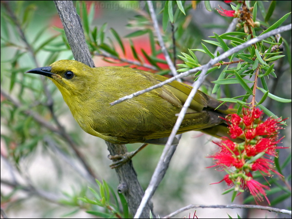 Yellow Honeyeater yellow_honeyeater_31969.jpg