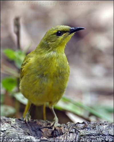 Yellow Honeyeater yellow_honeyeater_81085.psd