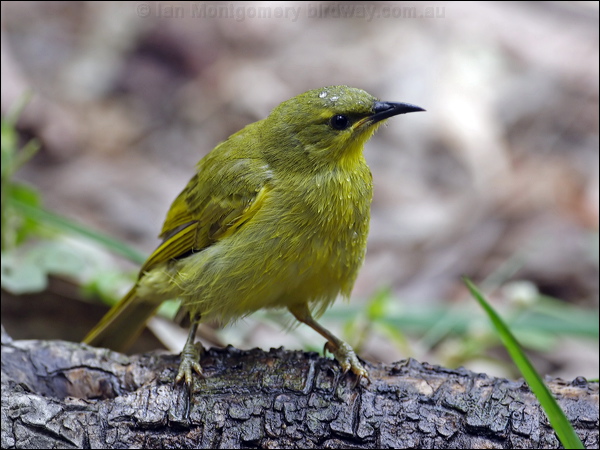 Yellow Honeyeater yellow_honeyeater_81114.psd