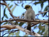 yeplumed_honeyeater_38102