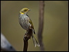 Click here to enter gallery and see photos/pictures/images of Yellow-plumed Honeyeater