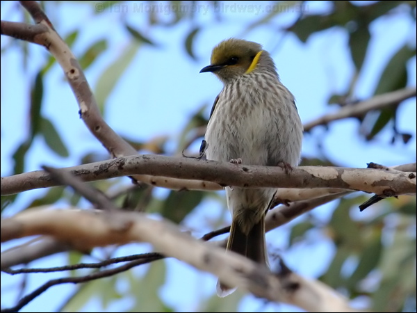 Yellow-plumed Honeyeater yeplumed_honeyeater_38102.psd
