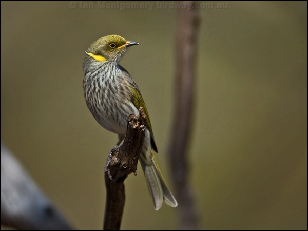 Yellow-plumed Honeyeater yeplumed_honeyeater_89000.psd