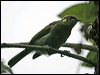 ye_spot_honeyeater_07031