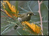 ye_spot_honeyeater_16673