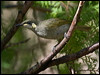 ye_spot_honeyeater_167401