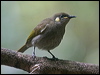 ye_spot_honeyeater_167647