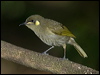 ye_spot_honeyeater_167778