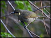 ye_spot_honeyeater_168410