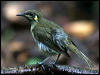 ye_spot_honeyeater_29111