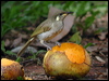 ye_spot_honeyeater_30416