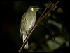 Click here to enter gallery and see photos/pictures/images of Yellow-spotted Honeyeater