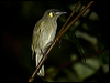 ye_spot_honeyeater_99452