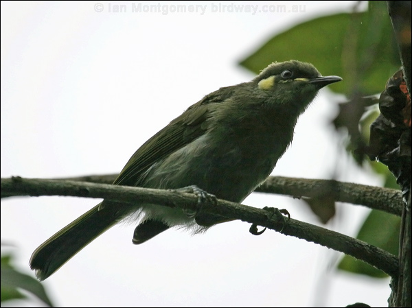 Yellow-spotted Honeyeater ye_spot_honeyeater_07031.jpg