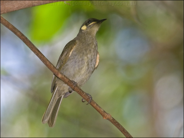 Yellow-spotted Honeyeater ye_spot_honeyeater_120594.psd
