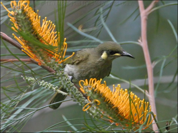 Yellow-spotted Honeyeater ye_spot_honeyeater_16673.jpg