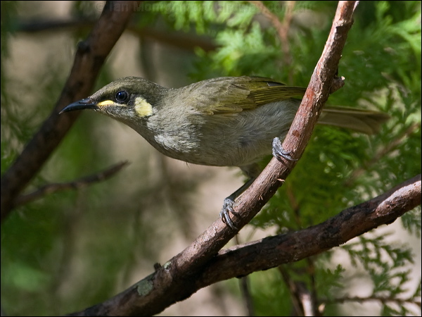 Yellow-spotted Honeyeater ye_spot_honeyeater_167401.psd