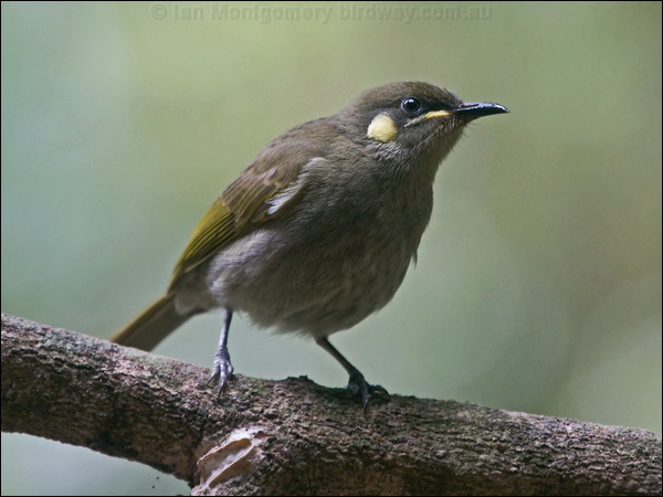 Yellow-spotted Honeyeater ye_spot_honeyeater_167647.psd