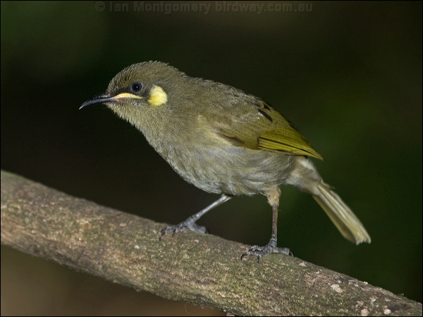 Yellow-spotted Honeyeater ye_spot_honeyeater_167778.psd