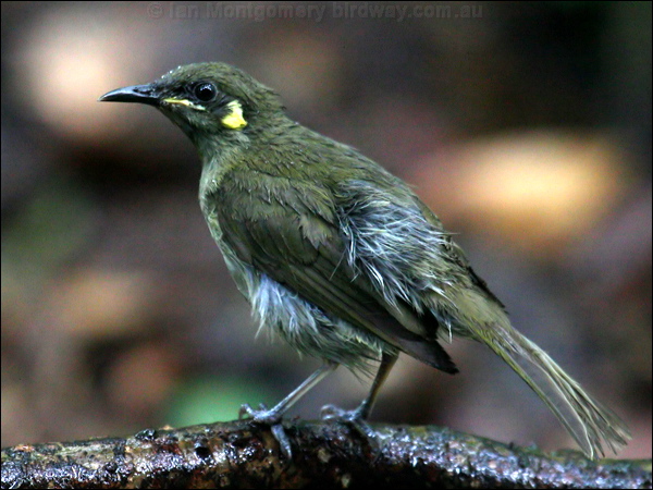 Yellow-spotted Honeyeater ye_spot_honeyeater_29111.jpg