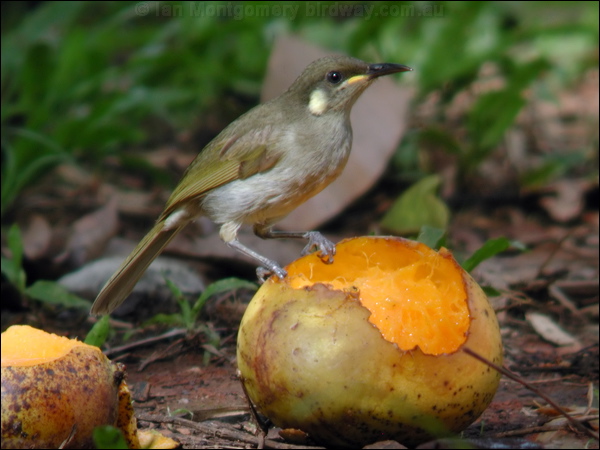 Yellow-spotted Honeyeater ye_spot_honeyeater_30416.psd