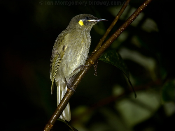 Yellow-spotted Honeyeater ye_spot_honeyeater_99452.psd