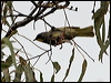 Click here to enter gallery and see photos/pictures/images of Yellow-throated Honeyeater