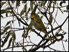 ye_thr_honeyeater_128262