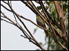 ye_thr_honeyeater_128332