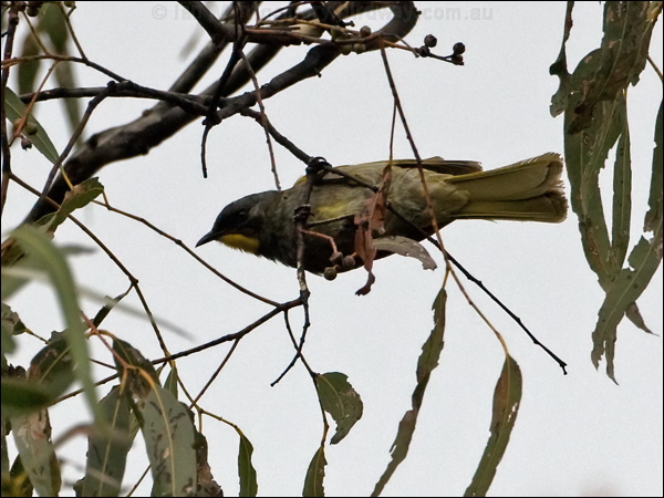 Yellow-throated Honeyeater ye_thr_honeyeater_128260.psd