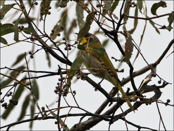 Yellow-throated Honeyeater ye_thr_honeyeater_128262.psd
