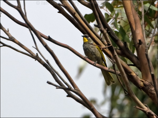 Yellow-throated Honeyeater ye_thr_honeyeater_128332.psd
