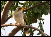 yellowthroatedminer_30716