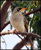yellowthroatedminer_30727
