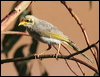 yellowthroatedminer_41885