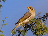yellowthroatedminer_80526