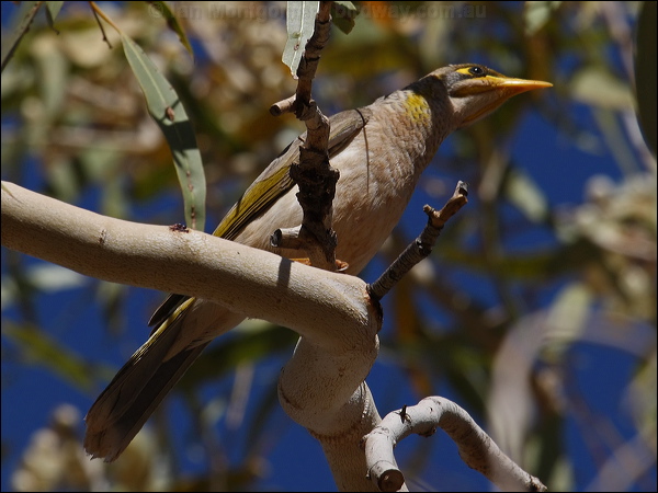 Yellow-throated Miner yellowthroatedminer_80429.jpg