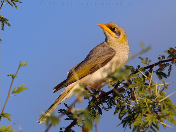 Yellow-throated Miner yellowthroatedminer_80526.jpg