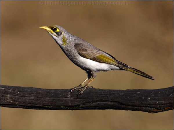 Yellow-throated Miner yellowthroatedminer_90584.psd