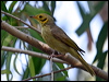 ye_tint_honeyeater_09926