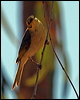 ye_tint_honeyeater_80966