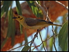 ye_tint_honeyeater_80974