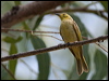 ye_tint_honeyeater_93104