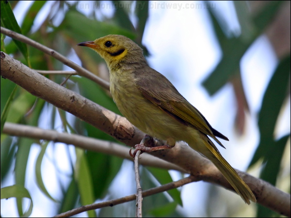 Yellow-tinted Honeyeater ye_tint_honeyeater_09926.jpg