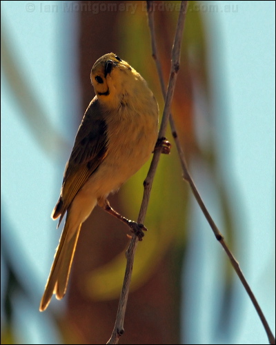 Yellow-tinted Honeyeater ye_tint_honeyeater_80966.jpg